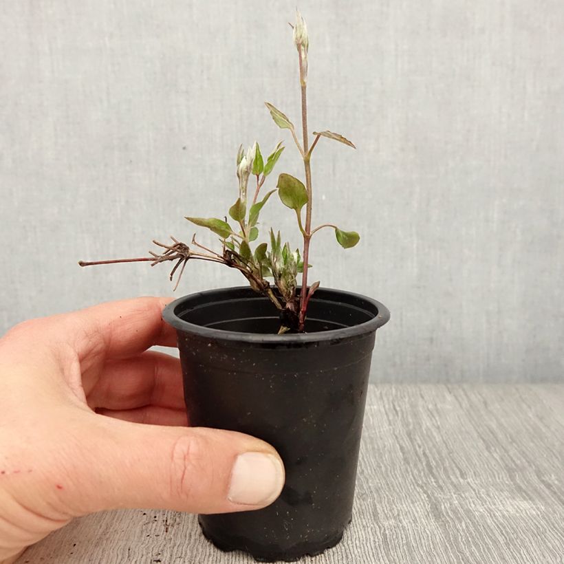 Amostra de Clematis Nelly Moser Vaso de 8/9 cm tal como entregue na primavera