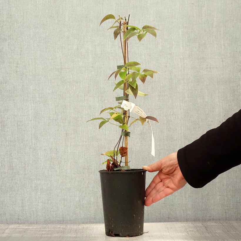 Amostra de Clematis Nelly Moser Vaso de 2 L/3 L tal como entregue no outono