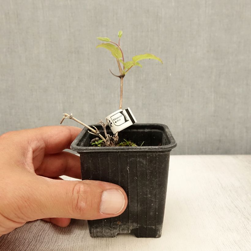 Amostra de Clematis Niobe Vaso de 8/9 cm tal como entregue no verão