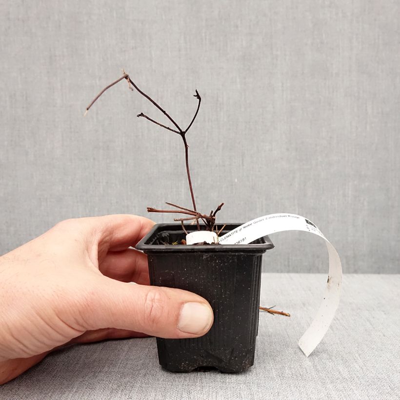 Amostra de Clématite - Clematis Niobe Vaso de 8/9 cm tal como entregue no inverno