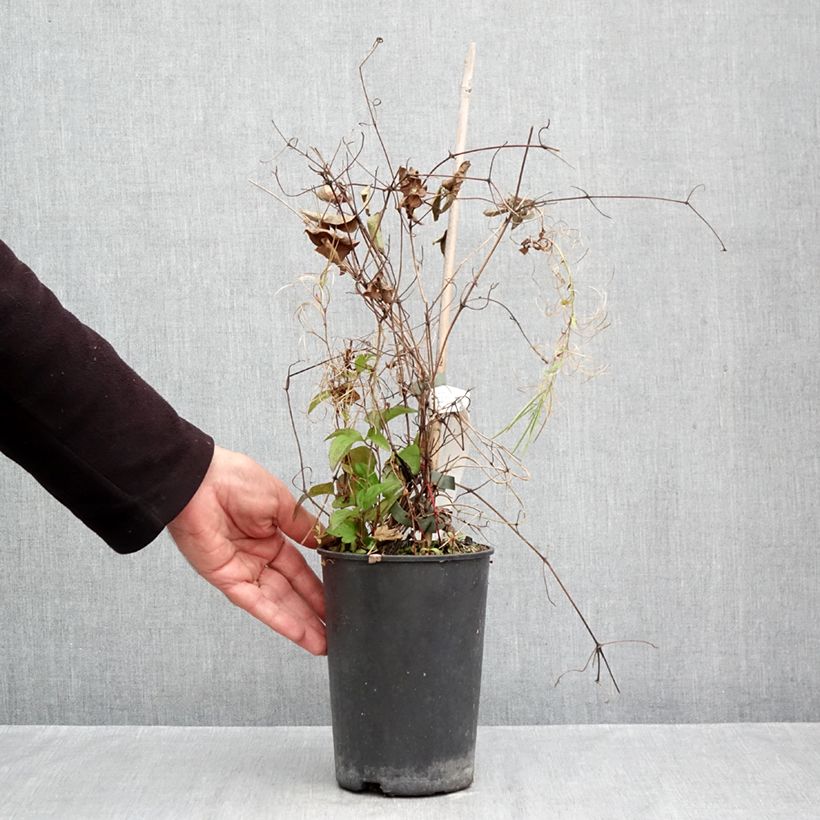 Amostra de Clematis Niobe Vaso de 2 L/3 L tal como entregue no outono