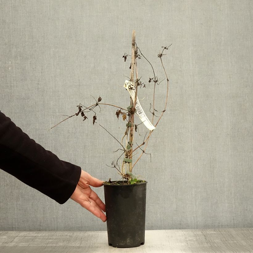 Amostra de Clematis Tage Lundell Vaso de 2 L/3 L tal como entregue no outono