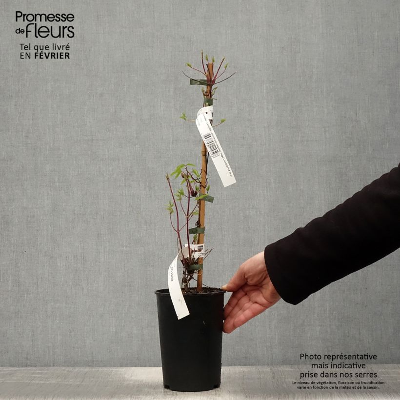 Amostra de Clématite - Clematis ochroleuca (alpina) Tage Lundell Pot de 2L/3L tal como entregue no inverno