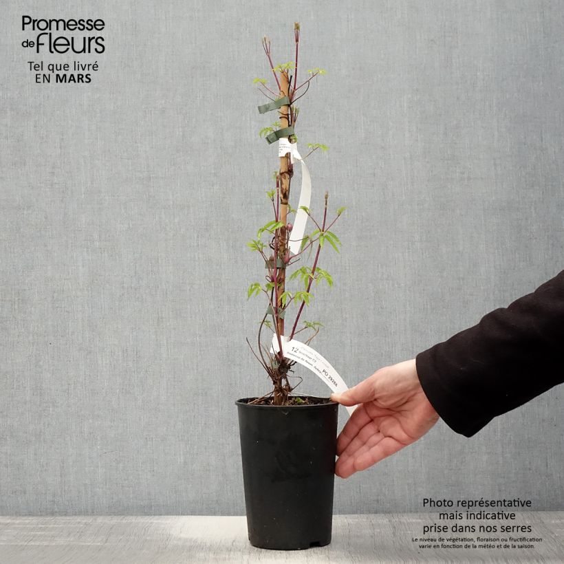 Amostra de Clematis Tage Lundell Vaso de 2 L/3 L tal como entregue na primavera