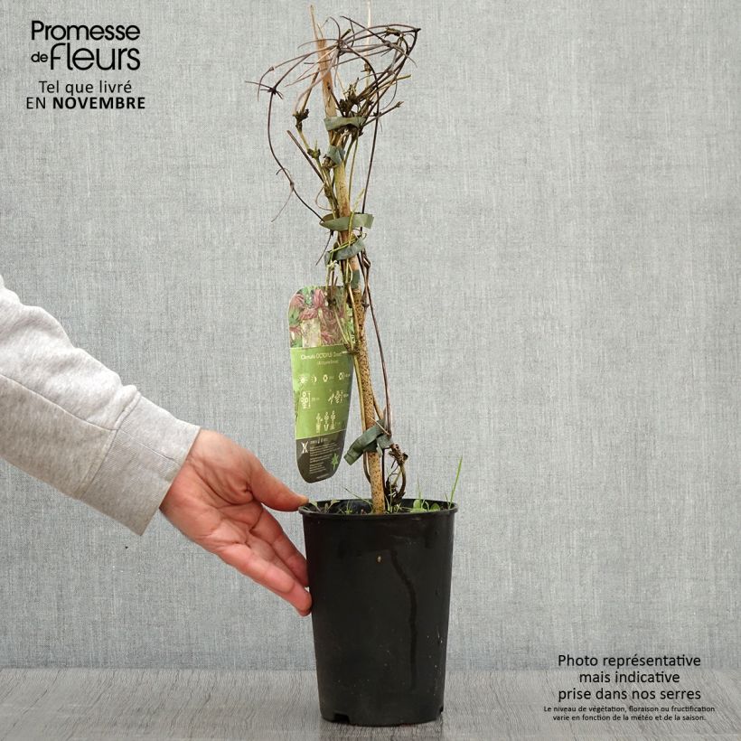 Amostra de Clematis Octopus - Clematite Vaso de 2 L/3 L tal como entregue no outono