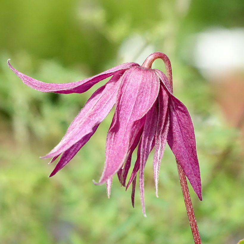 Clematis Octopus (Floração)
