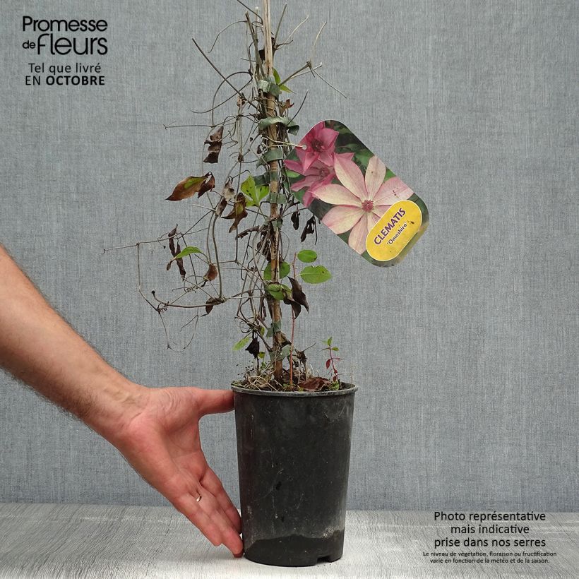 Amostra de Clematis Omoshiro Vaso de 2 L/3 L tal como entregue no outono