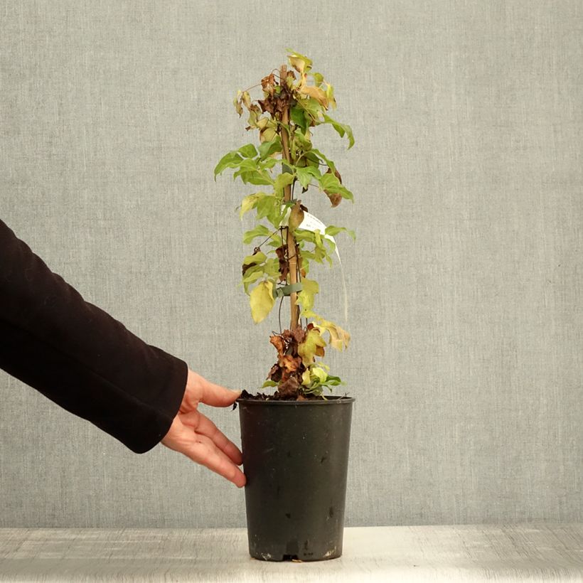Amostra de Clematis Paradiso Vaso de 2 L/3 L tal como entregue no outono