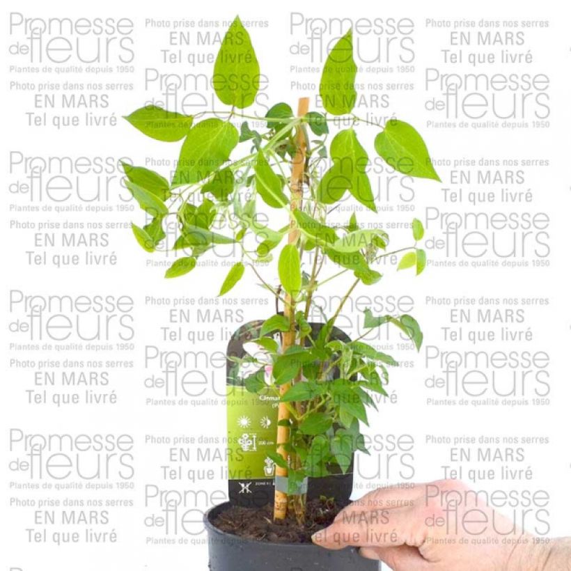 Exemplo de amostra de Clématite - Clematis Andromeda Pot de 2L/3L tal como entregue