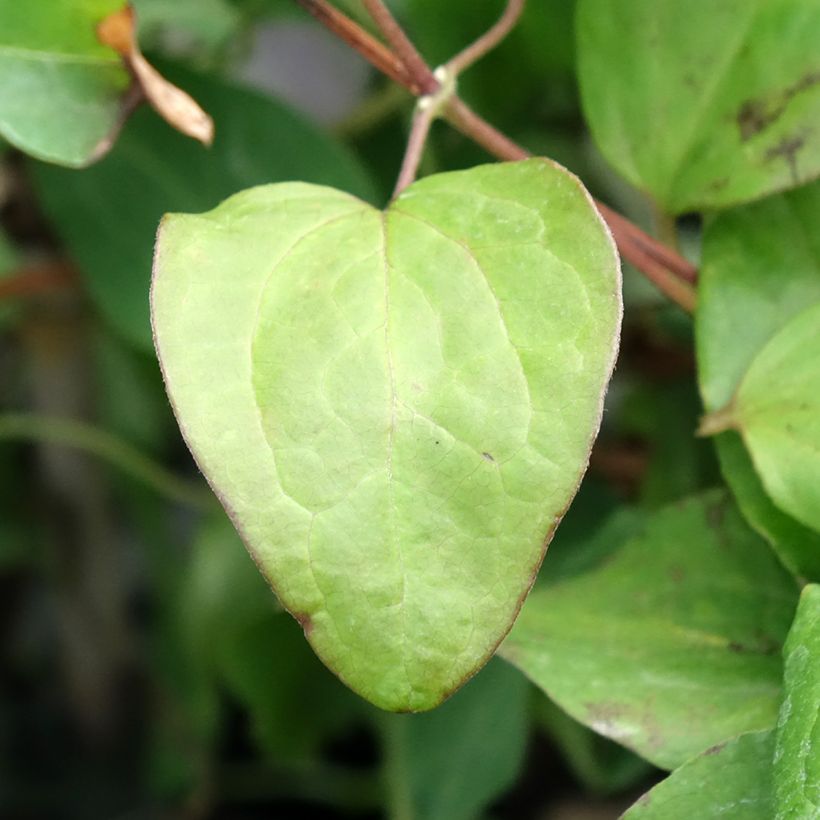 Clematis Mandy (Folhagem)