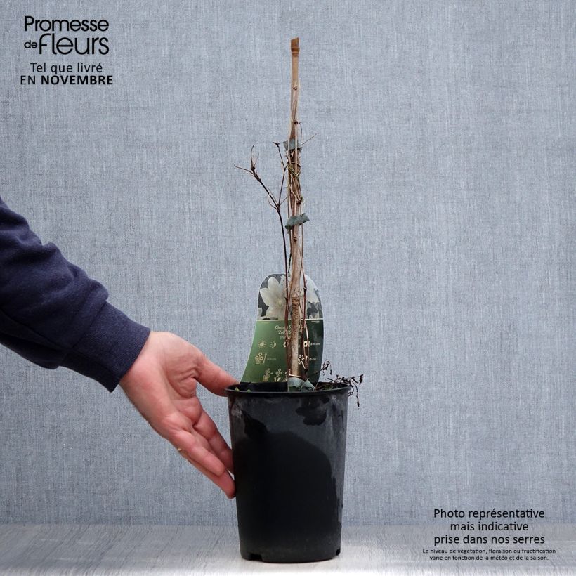 Amostra de Clematis Spotlight Vaso de 2 L/3 L tal como entregue no outono