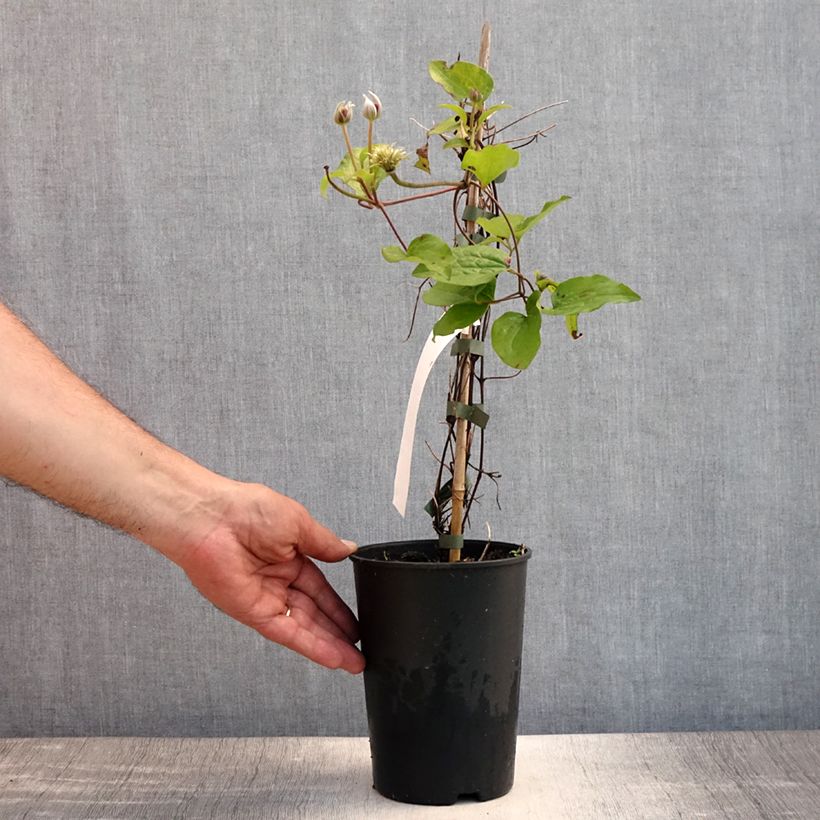 Amostra de Clematis Spotlight Vaso de 2 L/3 L tal como entregue no verão
