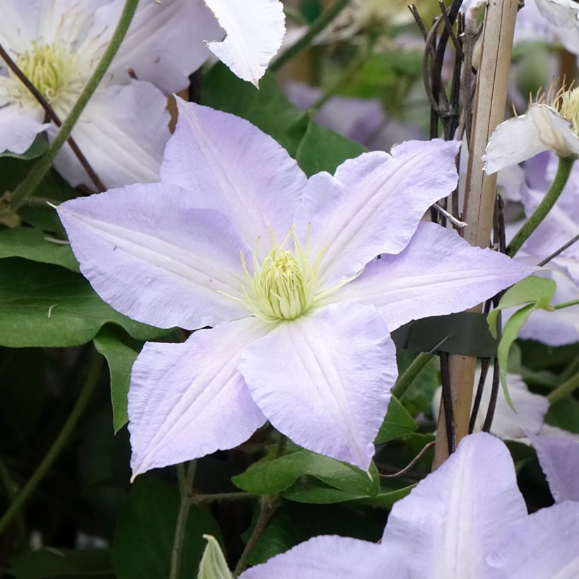 Clematis Spotlight (Floração)