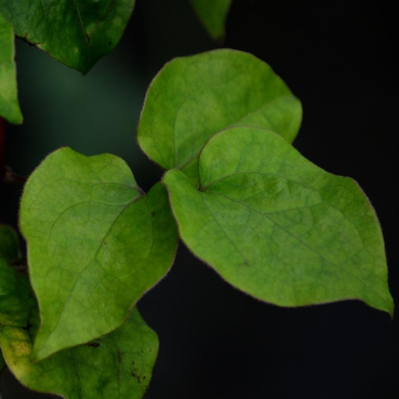 Clematis Veronica's Choice (Folhagem)