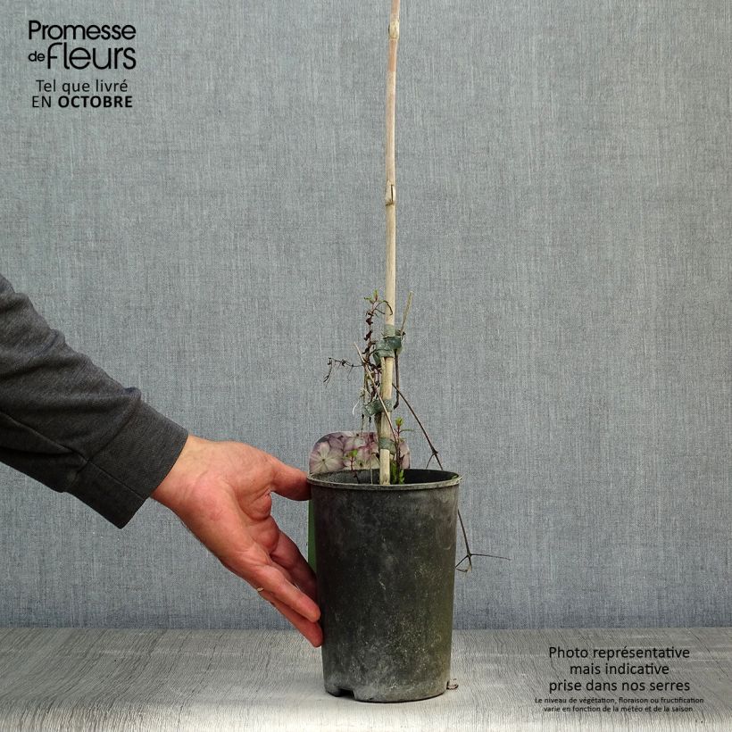 Amostra de Clematis Pernille Vaso de 2 L/3 L tal como entregue no outono