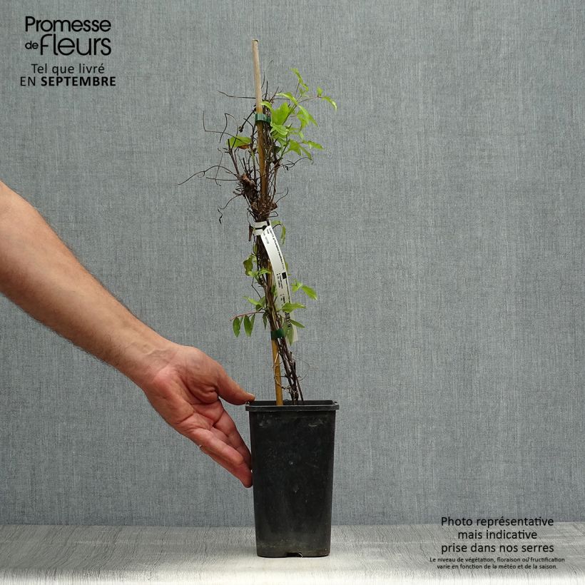 Amostra de Clematis Picardy Vaso de 1,5 L/2 L tal como entregue no outono