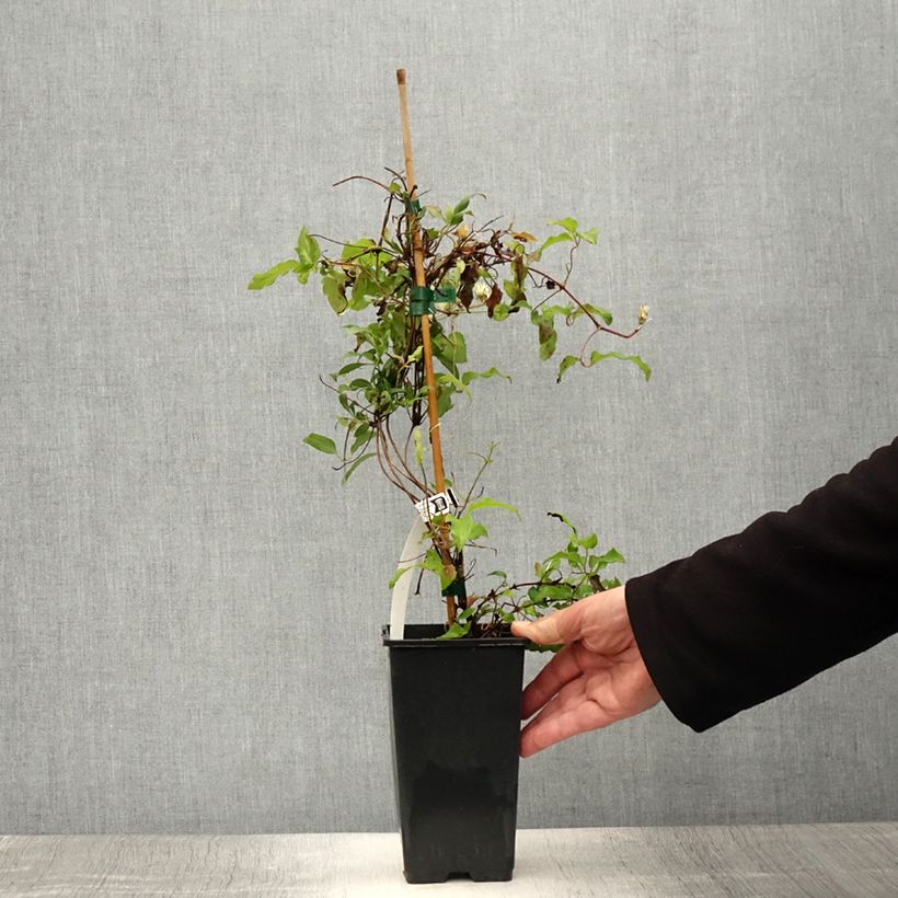 Amostra de Clematis Picardy Vaso de 1,5 L/2 L tal como entregue no verão