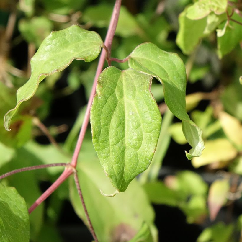 Clematis Picardy (Folhagem)