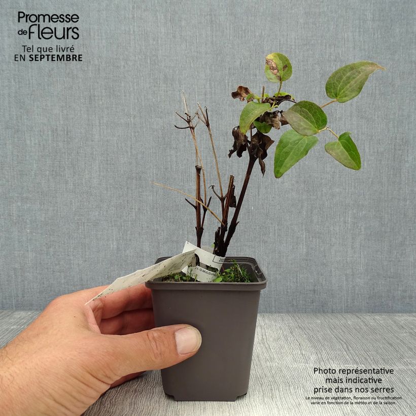 Amostra de Clematis Piilu Vaso de 8/9 cm tal como entregue no outono