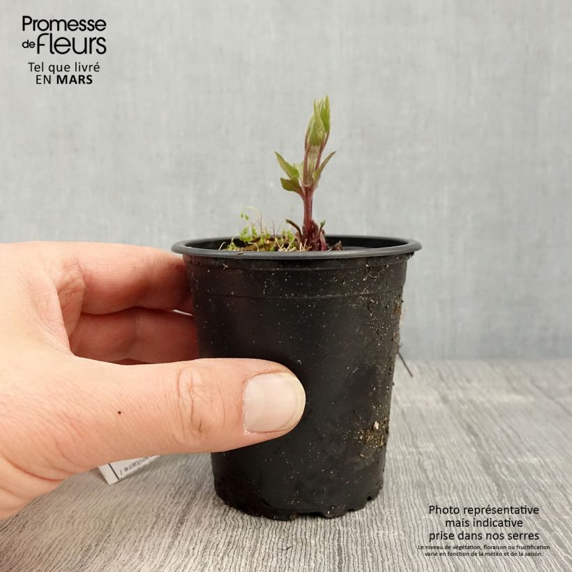 Amostra de Clematis Piilu Vaso de 8/9 cm tal como entregue na primavera