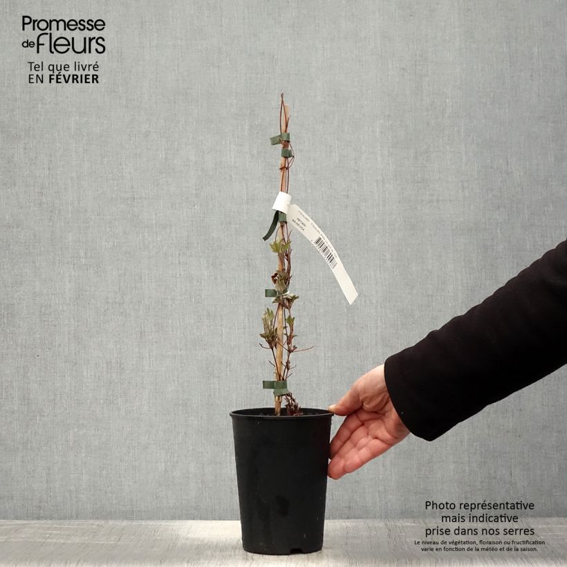 Amostra de Clematis Piilu Vaso de 2 L/3 L tal como entregue no inverno