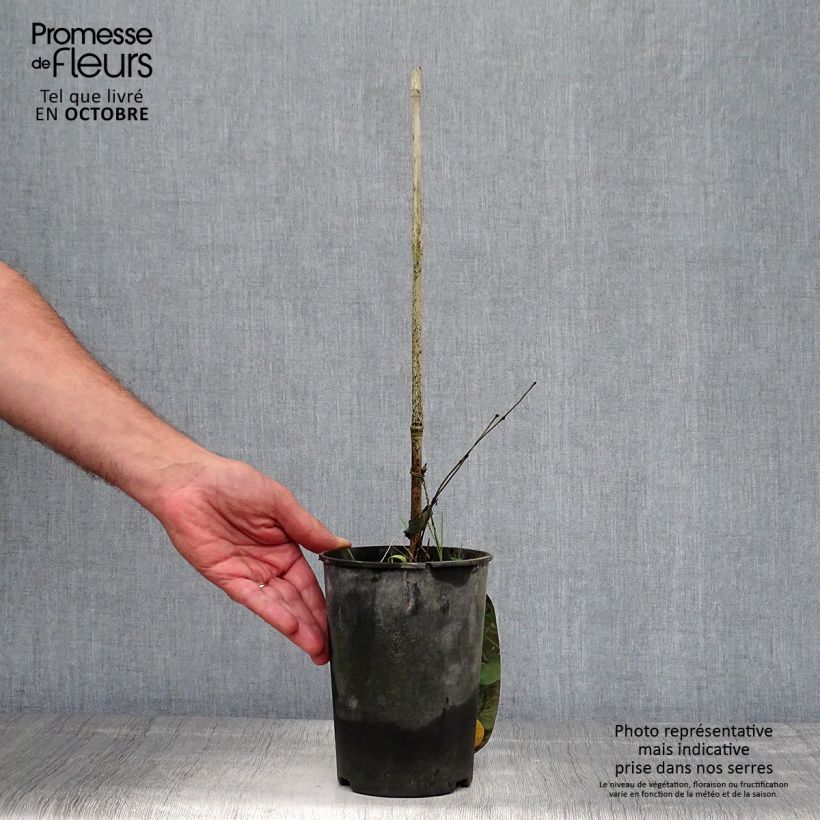 Amostra de Clematis viorna Pitcheri Vaso de 2 L/3 L tal como entregue no outono