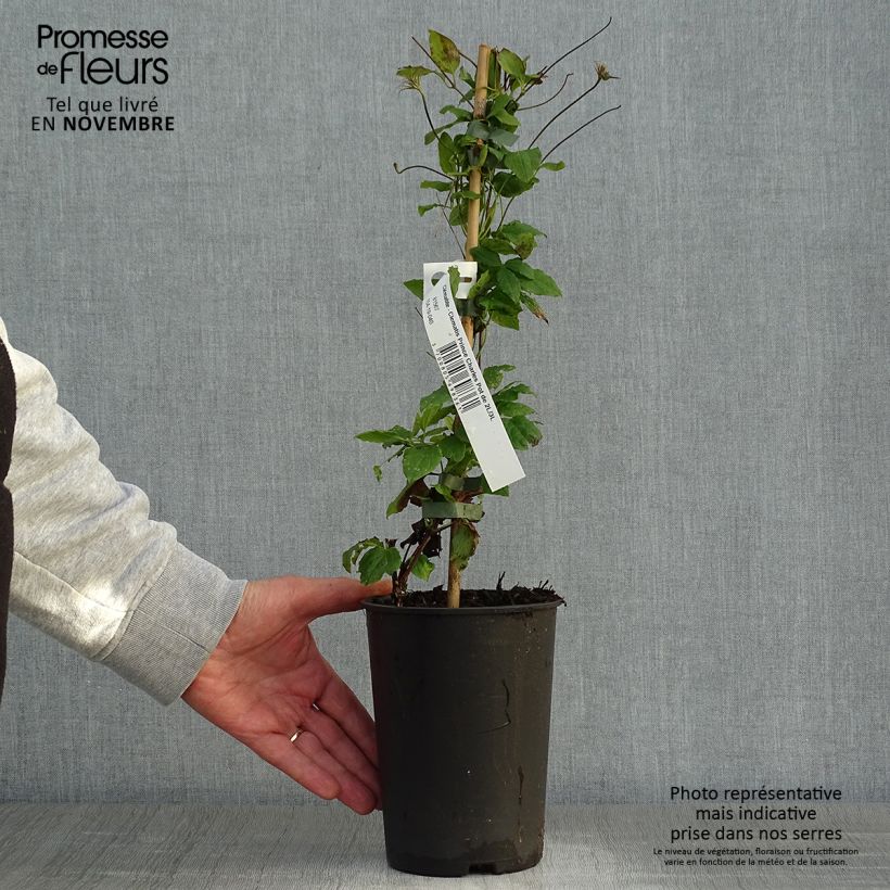 Amostra de Clematis Prince Charles Vaso de 2 L/3 L tal como entregue no outono