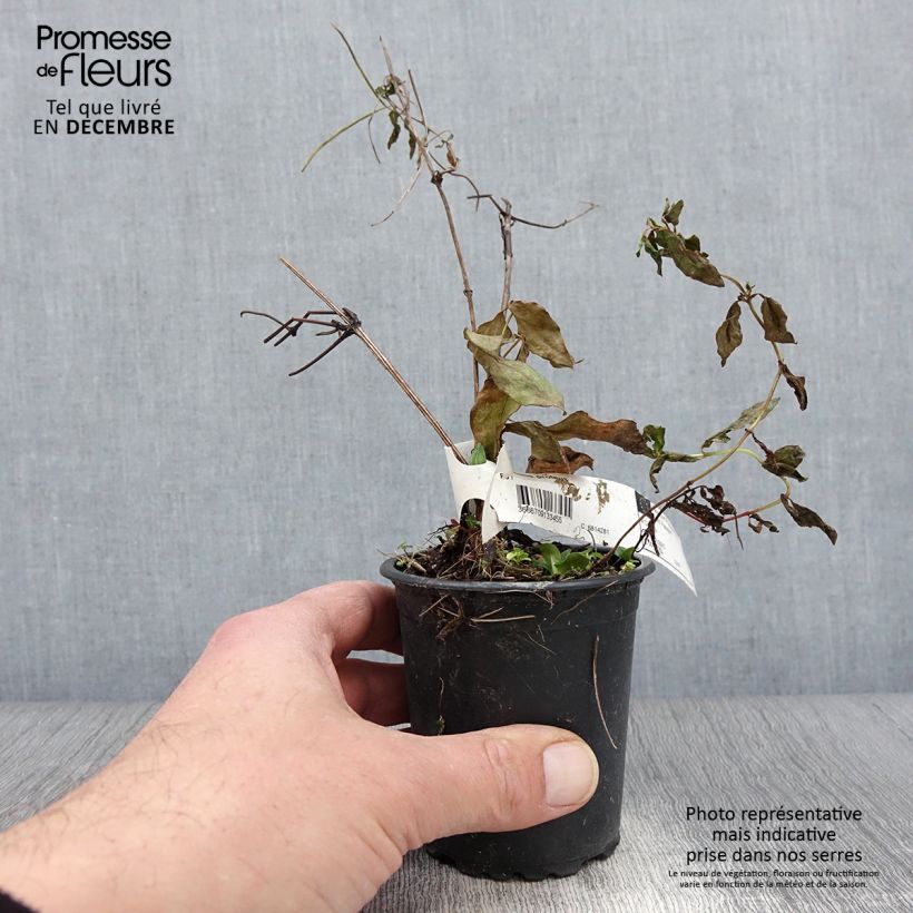 Amostra de Clematis Proteus Vaso de 8/9 cm tal como entregue no outono