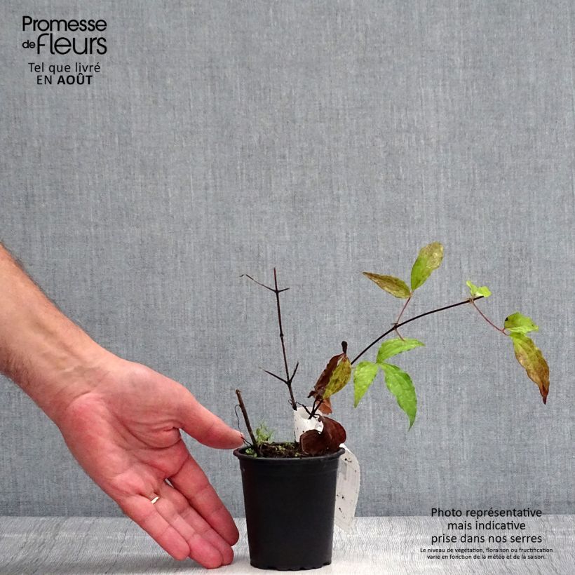 Amostra de Clematis Proteus Vaso de 8/9 cm tal como entregue no verão