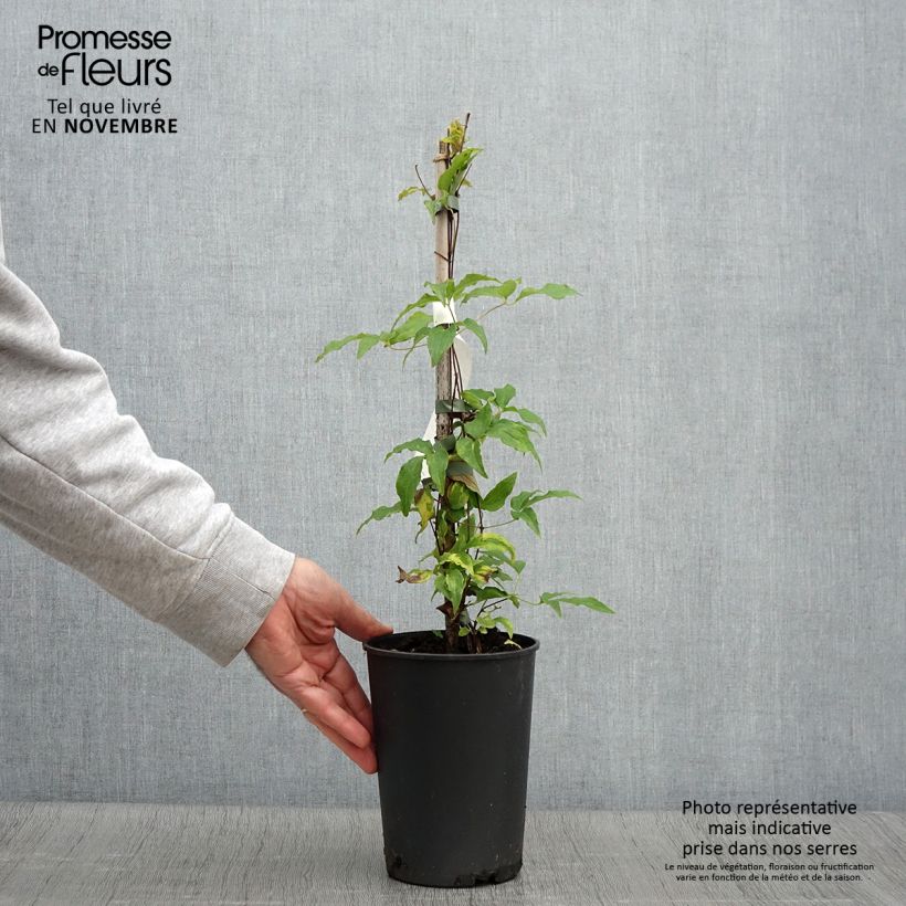Amostra de Clematis Proteus Vaso de 2 L/3 L tal como entregue no outono