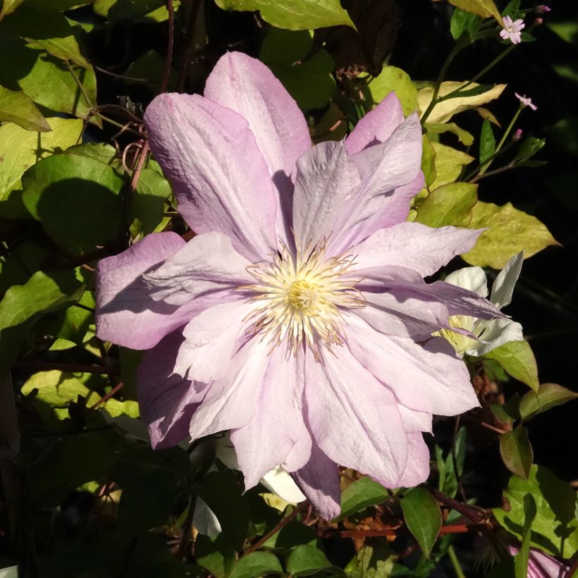 Clematis Proteus (Floração)