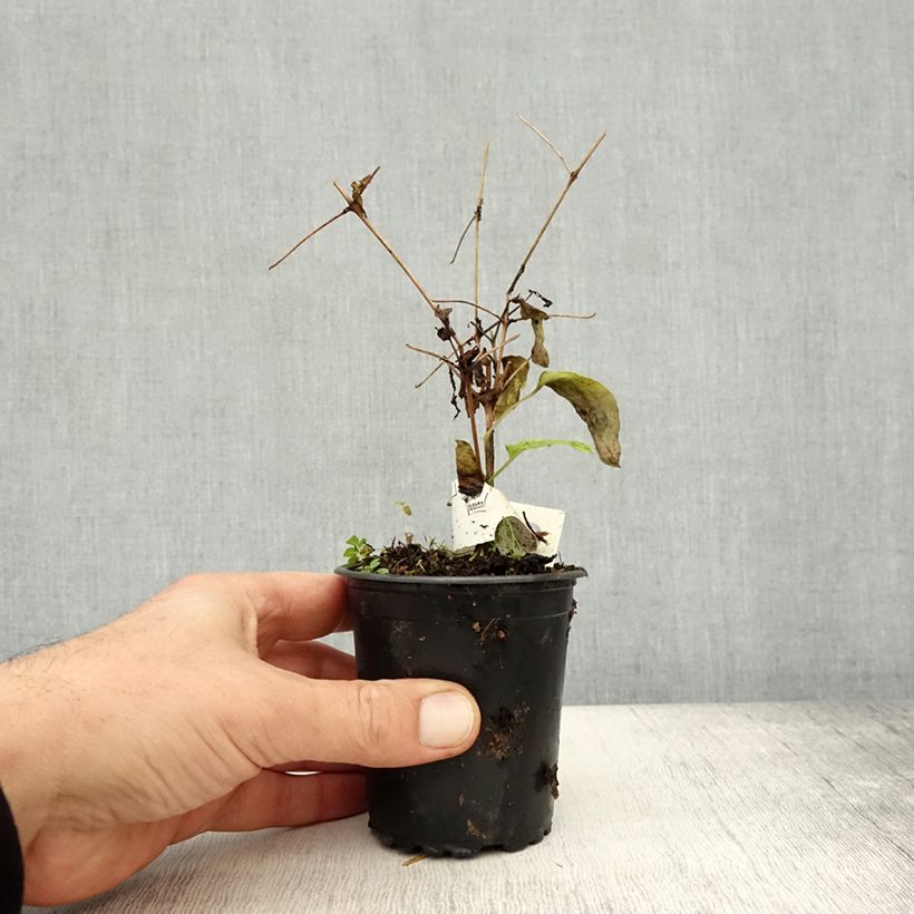 Amostra de Clématite - Clematis Rasputin Godet de 8/9 cm tal como entregue no outono