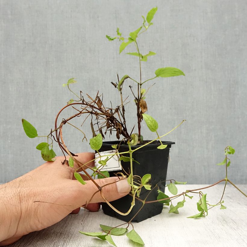 Amostra de Clematis Rasputin Vaso de 8/9 cm tal como entregue na primavera
