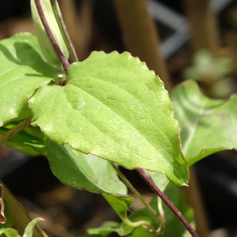 Clematis Rebecca (Folhagem)