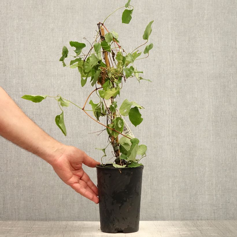 Amostra de Clematis Red Passion Vaso de 2 L/3 L tal como entregue no verão