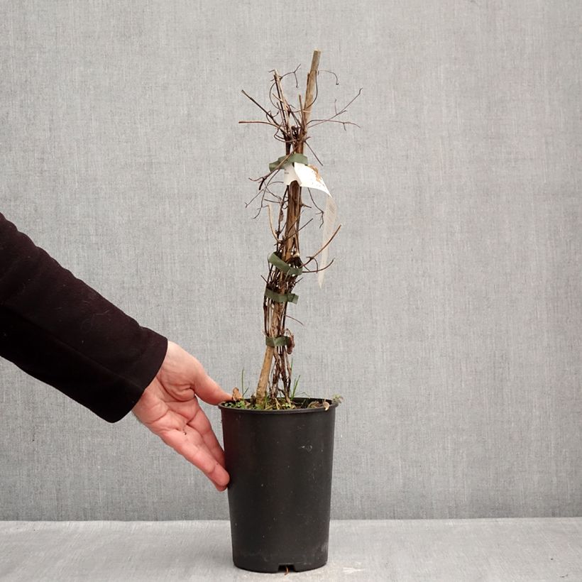 Amostra de Clématite - Clematis Red Passion Vaso de 2 L/3 L tal como entregue no inverno