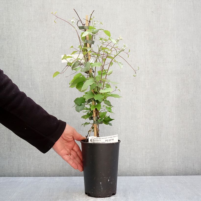 Amostra de Clematis Red Passion Vaso de 2 L/3 L tal como entregue na primavera