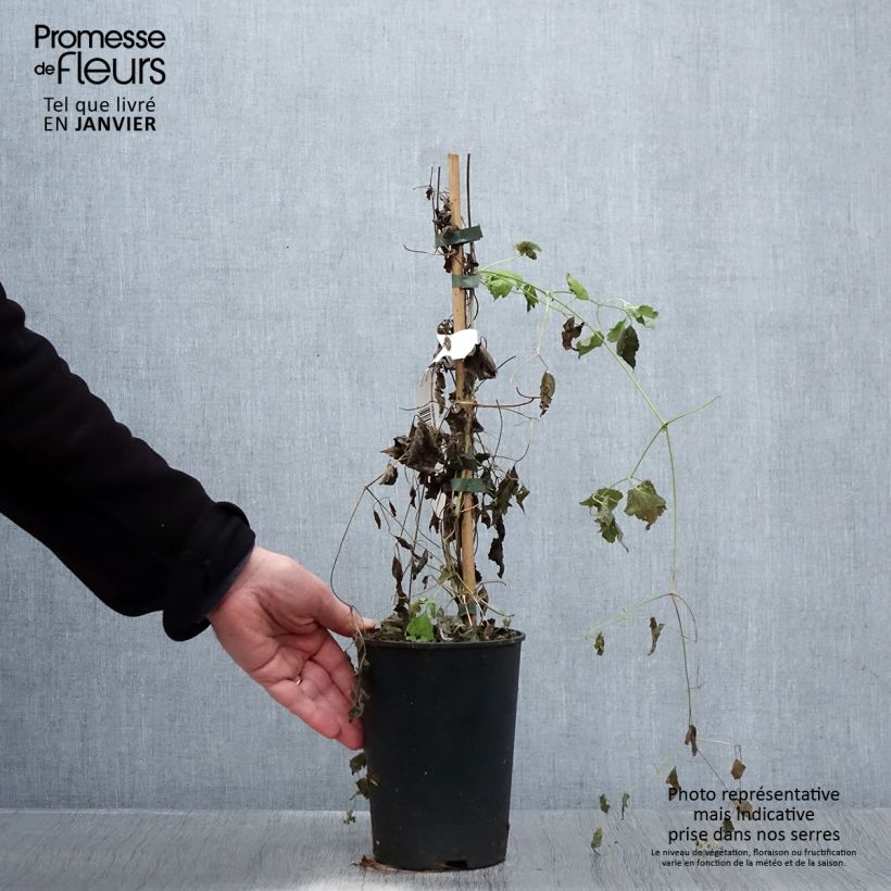 Amostra de Clematis rehderiana Vaso de 2 L/3 L tal como entregue no inverno
