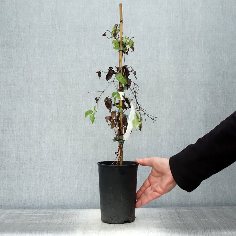 Amostra de Clematis Romantika Vaso de 2 L/3 L tal como entregue no outono