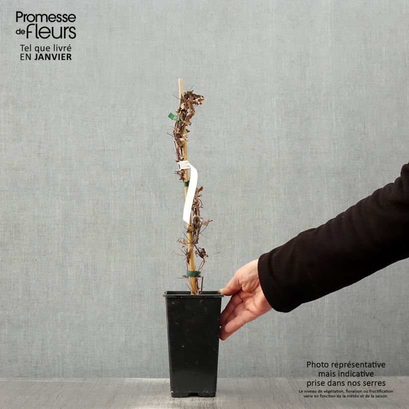 Amostra de Clématite - Clematis Rosamunde  Pot de 1,5L/2L tal como entregue no inverno