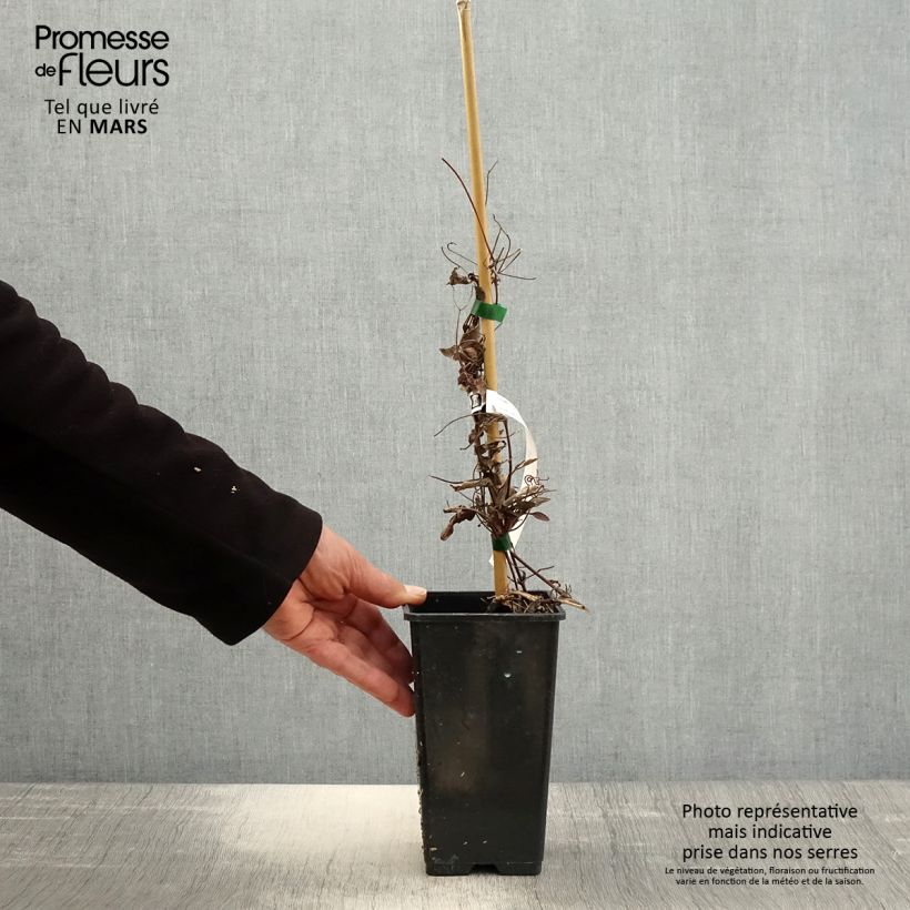 Amostra de Clematis Rosamunde Vaso de 1,5 L/2 L tal como entregue na primavera