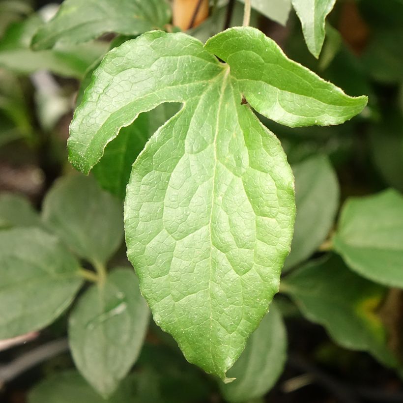 Clematis Rosamunde (Folhagem)