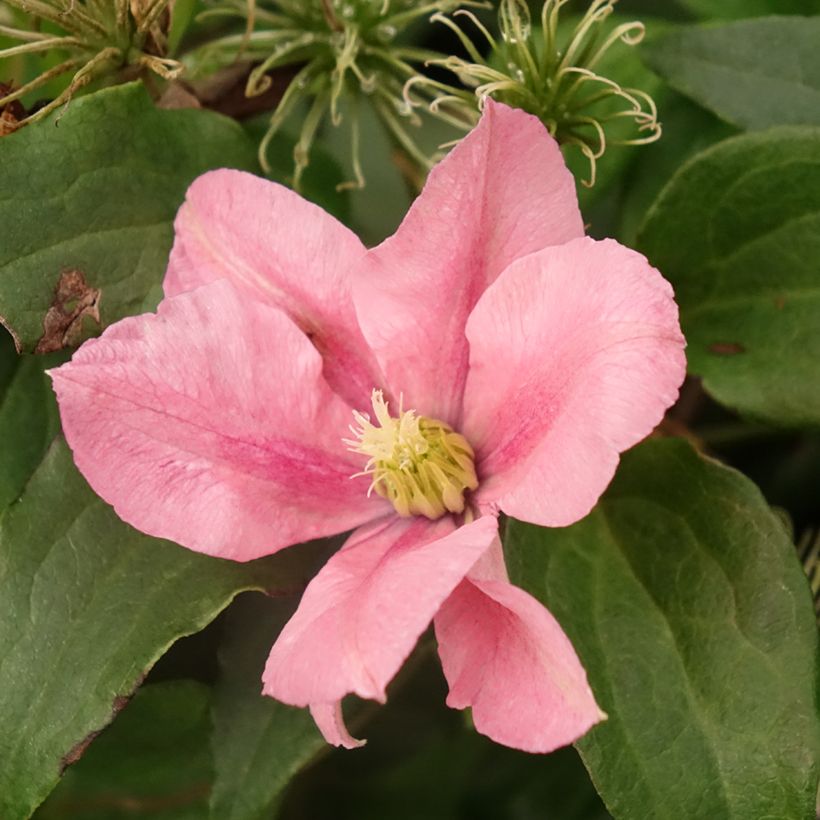 Clematis Rosamunde (Floração)