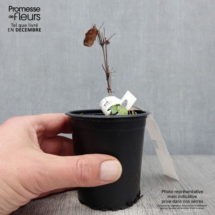 Amostra de Clematis Rouge Cardinal Vaso de 8/9 cm tal como entregue no outono