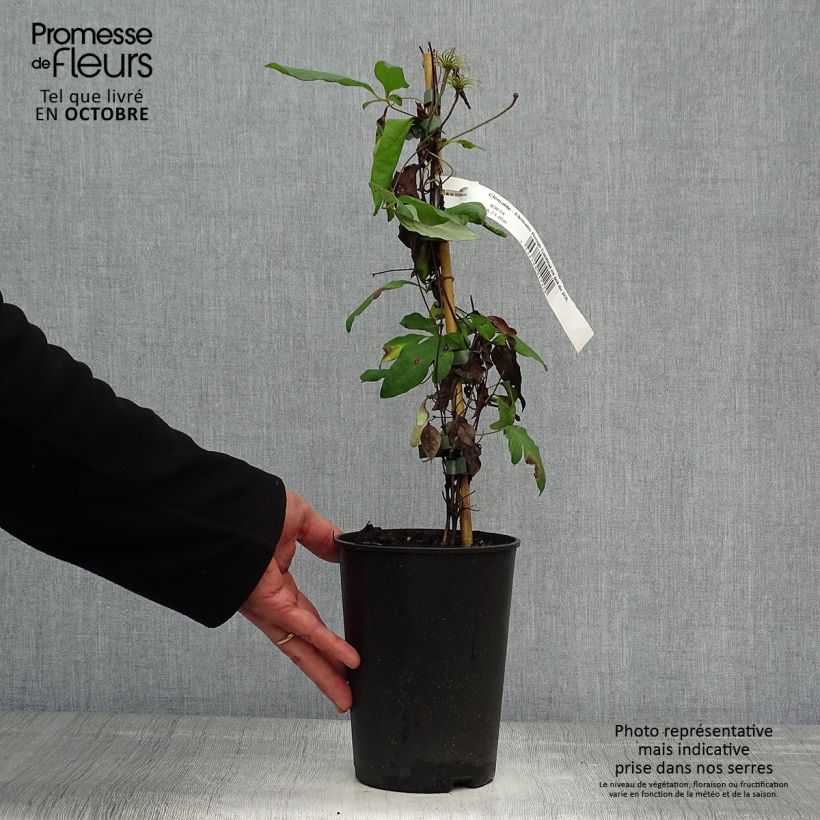 Amostra de Clematis Rouge Cardinal Vaso de 2 L/3 L tal como entregue no outono