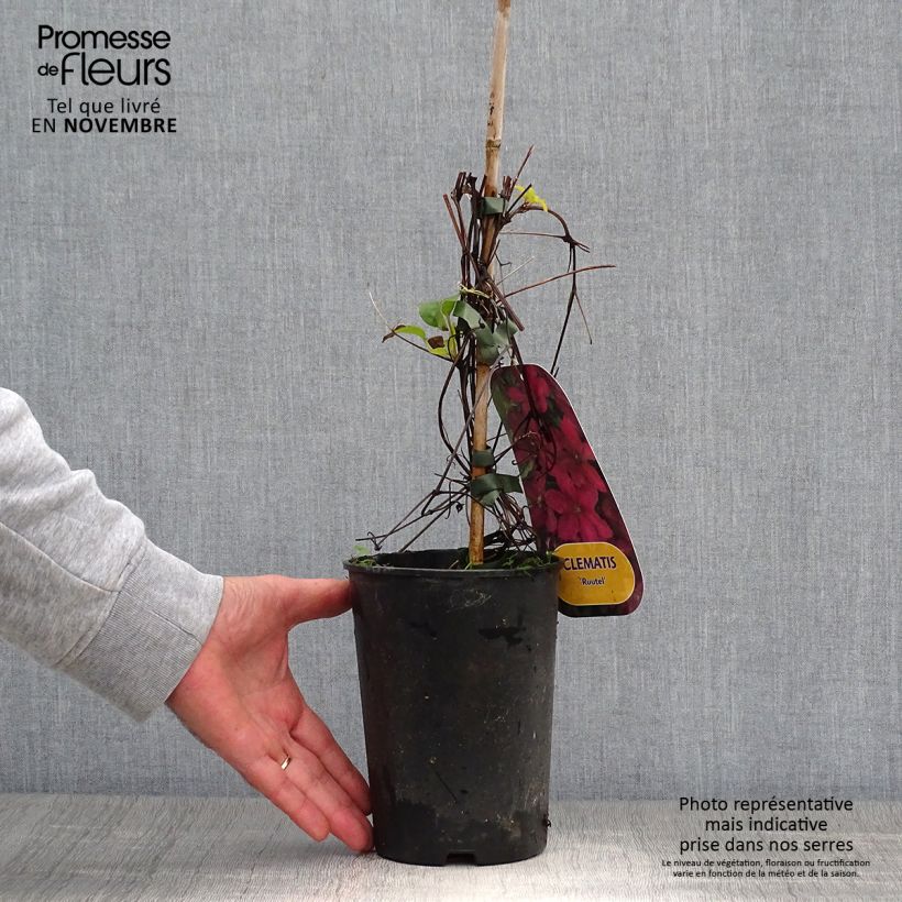 Amostra de Clematis Ruutel Vaso de 2 L/3 L tal como entregue no outono