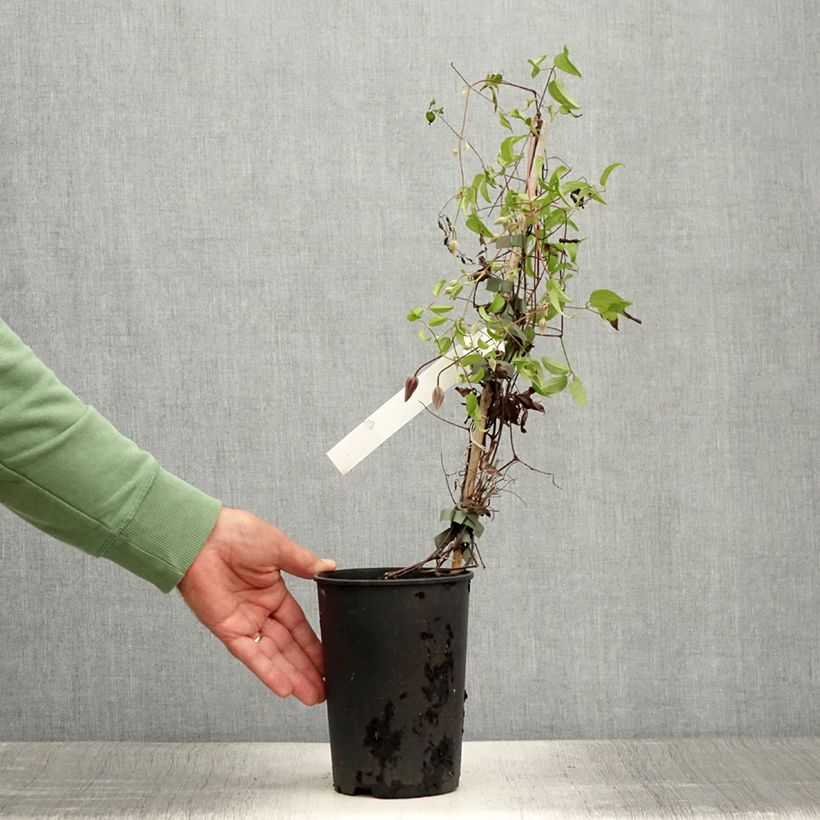 Amostra de Clematis Ruutel Vaso de 2 L/3 L tal como entregue no verão