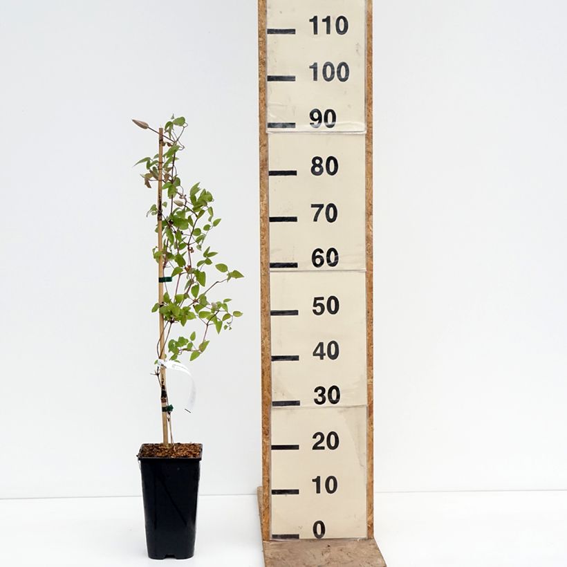 Amostra de Clematis Samaritan Vaso de 2 L/3 L tal como entregue na primavera