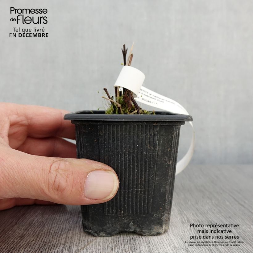 Amostra de Clematis Saphyra Estrella Vaso de 8/9 cm tal como entregue no outono