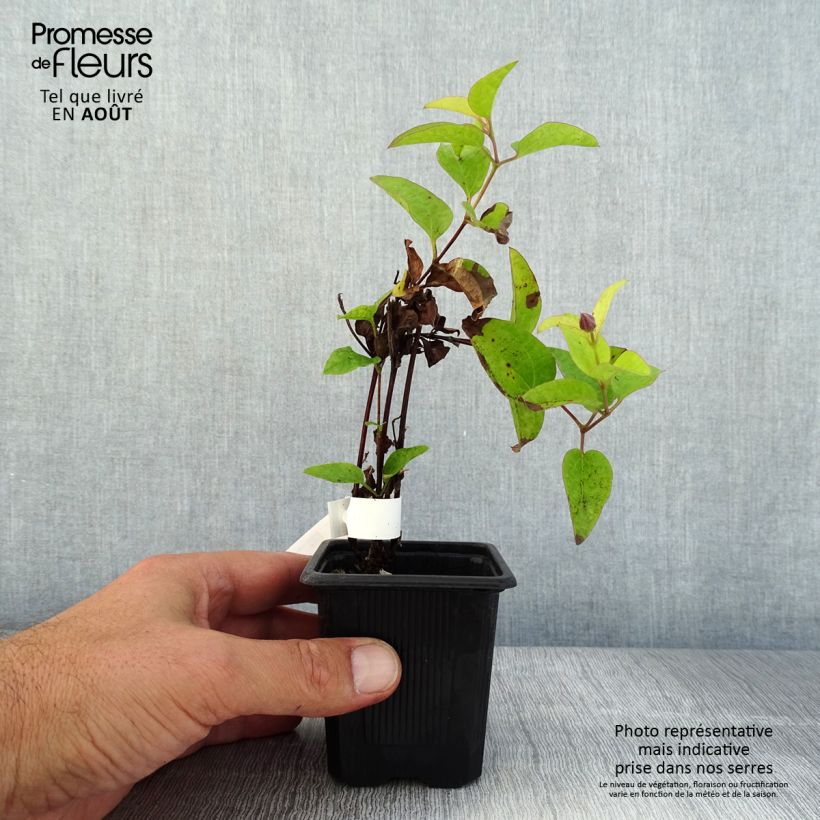 Amostra de Clematis Saphyra Estrella Vaso de 8/9 cm tal como entregue no verão